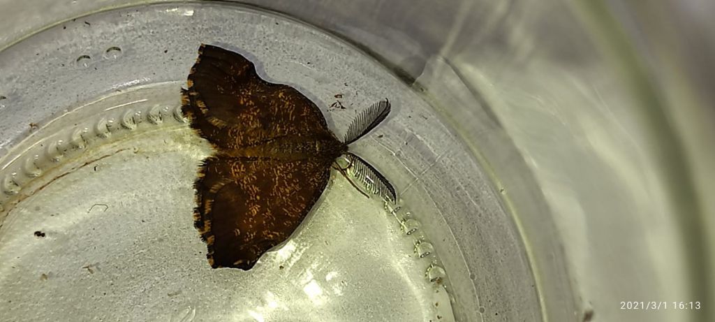 Ematurga atomaria (Linnaeus, 1758)