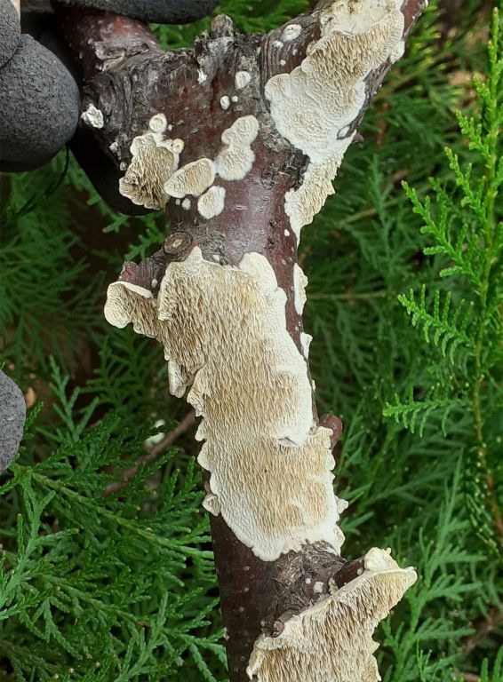 Fungi