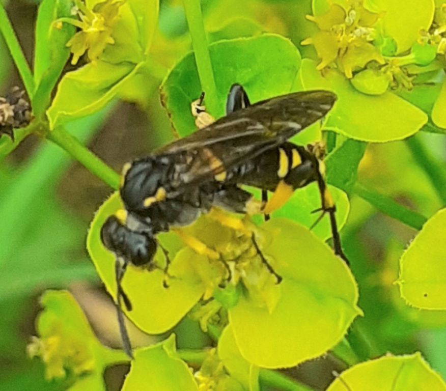 Tenthredinidae