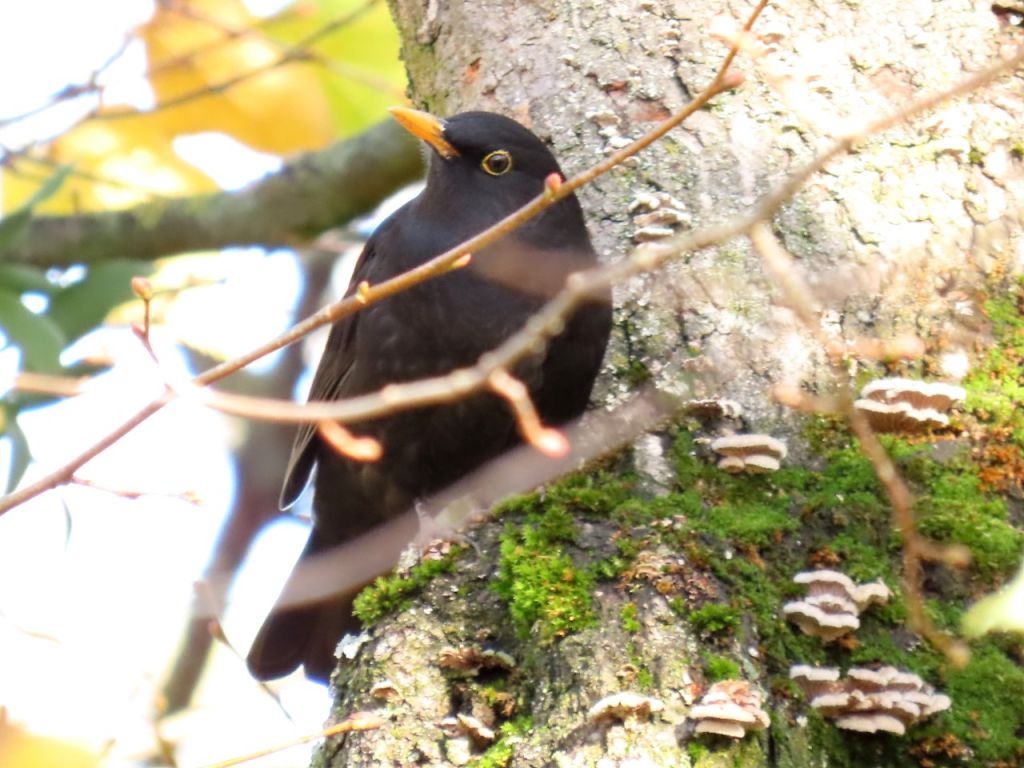 Turdus merula Linnaeus, 1758
