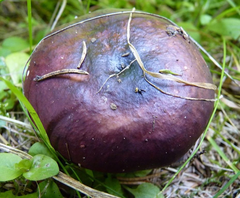 Russula