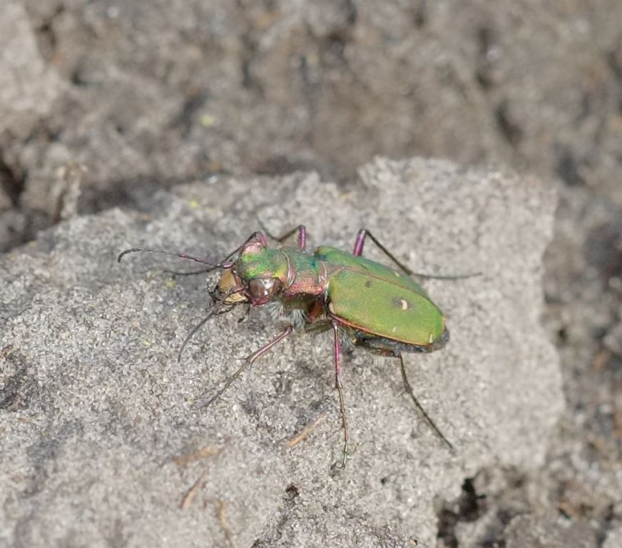 Cicindela (Cicindela) campestris Linnaeus, 1758
