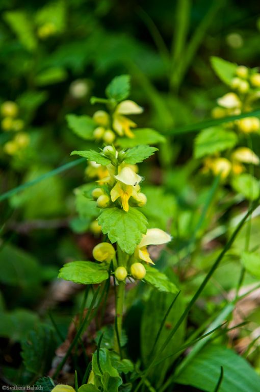 Lamium galeobdolon (L.) L.