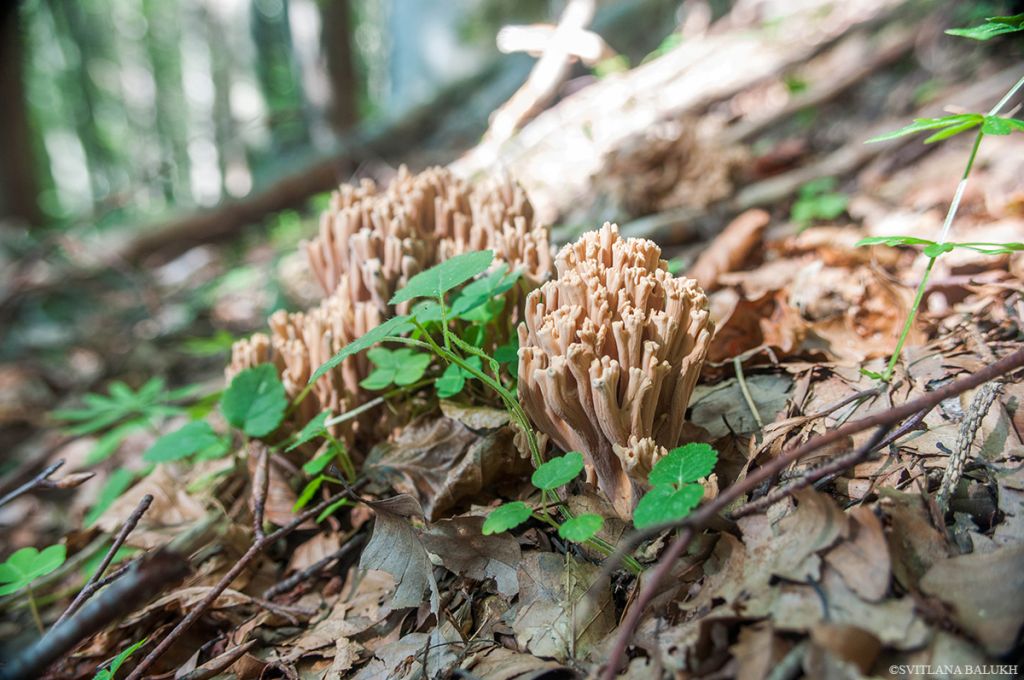 Ramaria