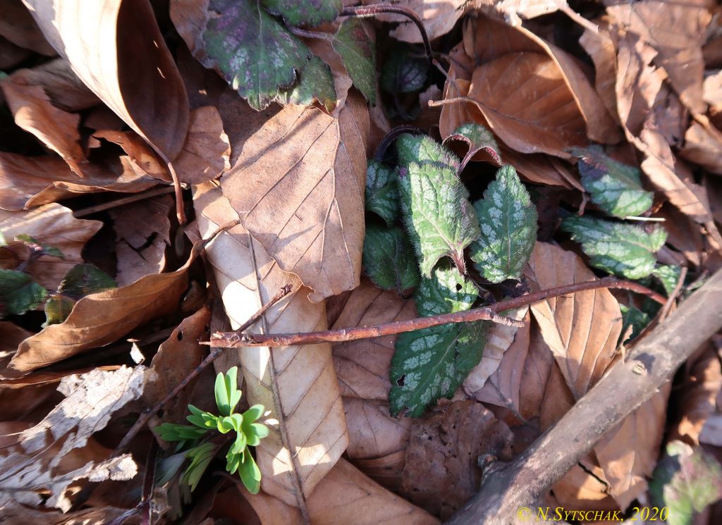 Lamium galeobdolon (L.) L.
