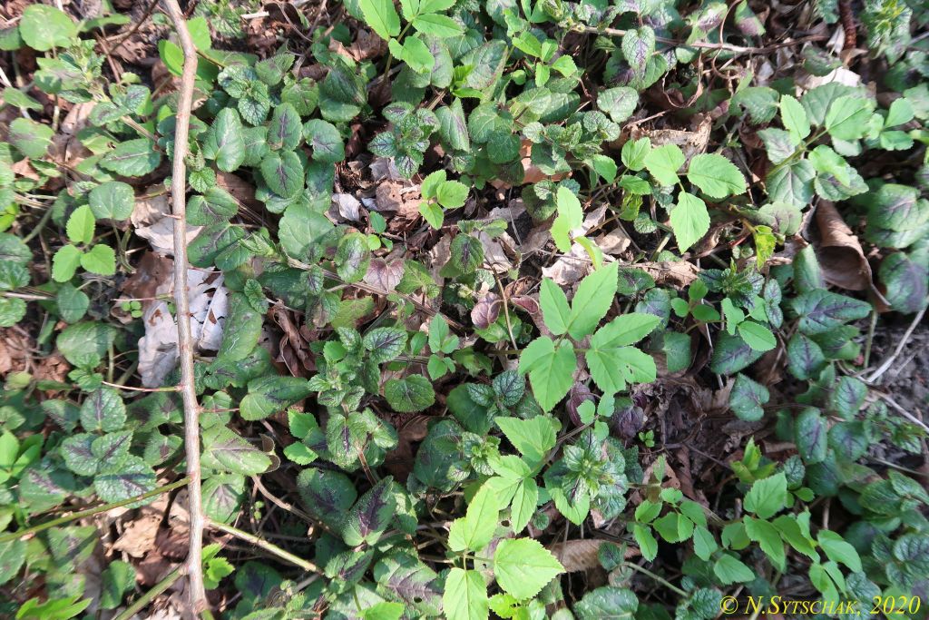 Lamium galeobdolon (L.) L.