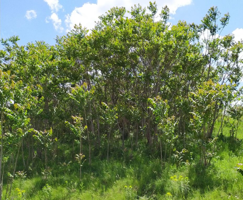 Ailanthus altissima (Mill.) Swingle