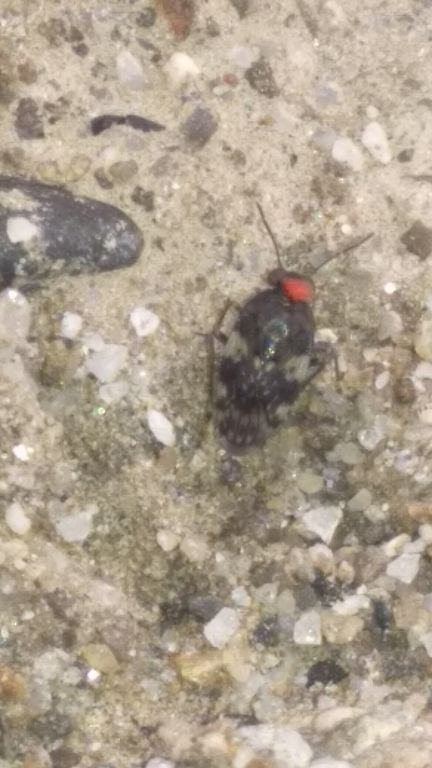Saldula arenicola (Scholz, 1847)
