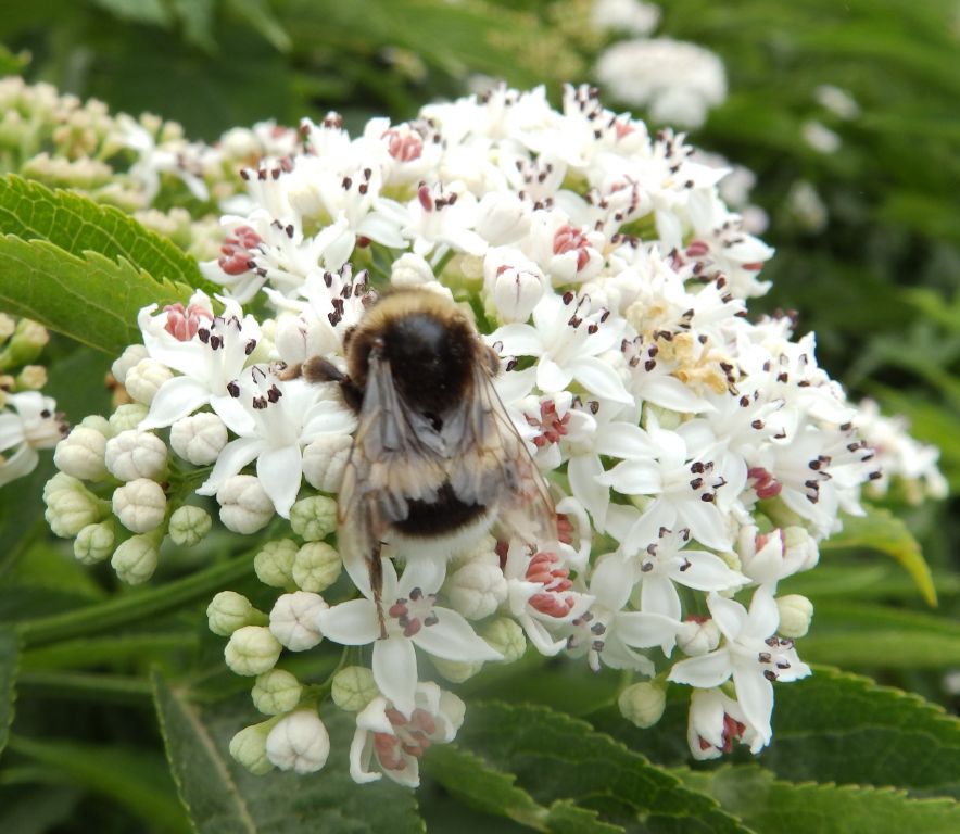 Bombus lucorum (Linnaeus, 1761)