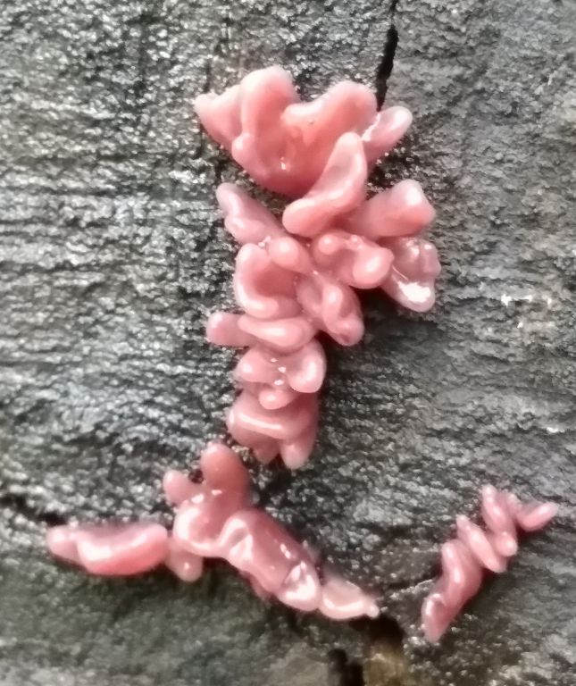 Ascocoryne sarcoides (Jacq.) J.W.Groves & D.E.Wilson