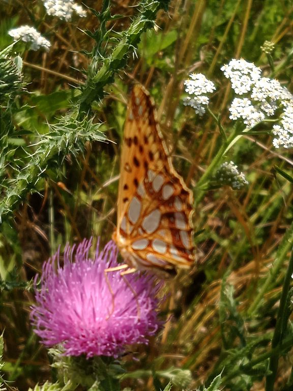 Issoria lathonia (Linnaeus, 1758)