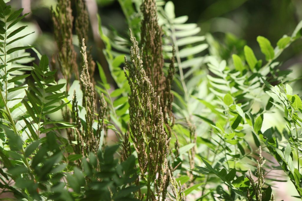 Osmunda regalis