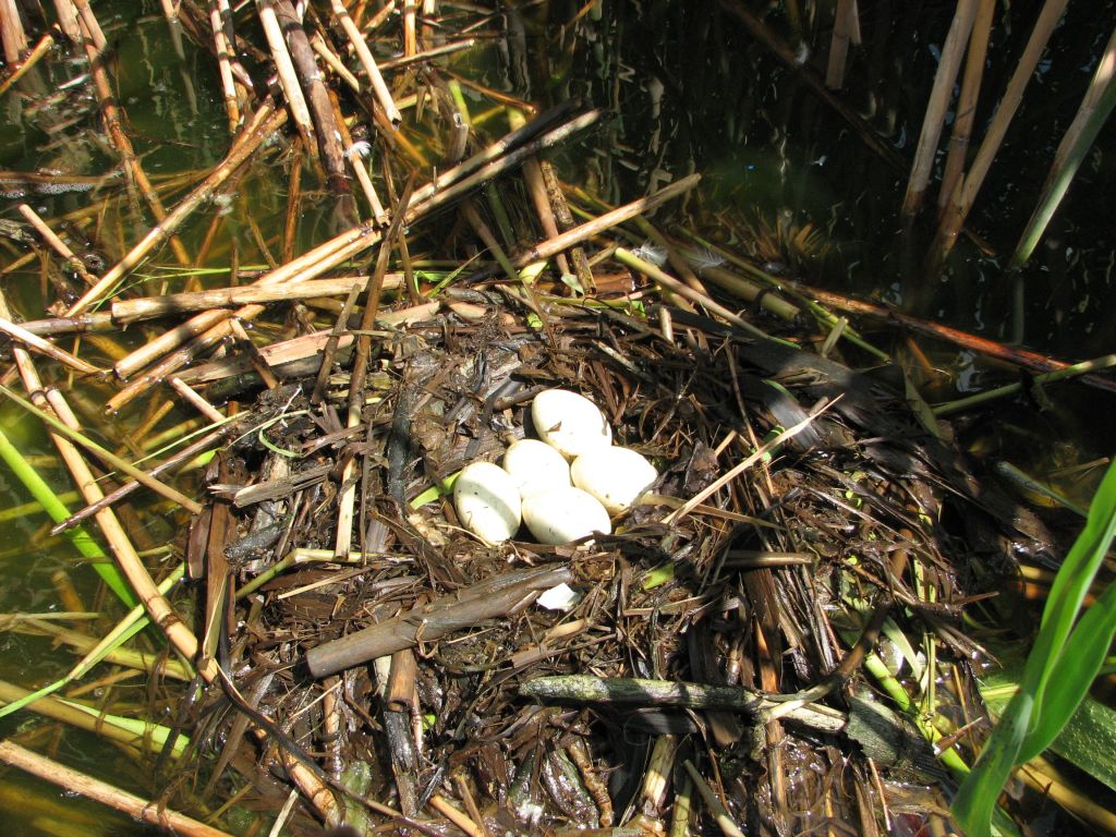 Podiceps cristatus (Linnaeus, 1758)