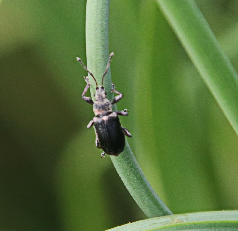 Phyllobius (Phyllobius) pyri (Linnaeus, 1758)