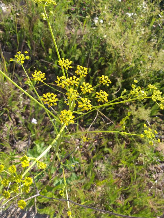 Pastinaca sativa L.