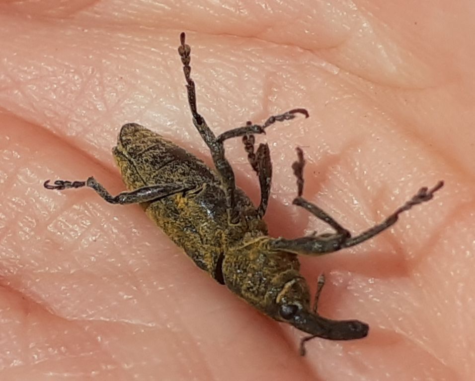 Lixus (Dilixellus) pulverulentus (Scopoli, 1763)
