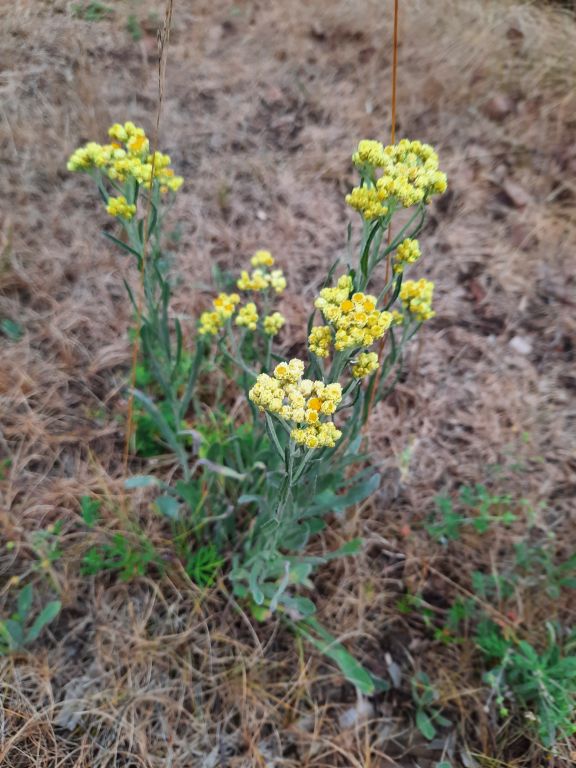 Helichrysum arenarium (L.) Moench