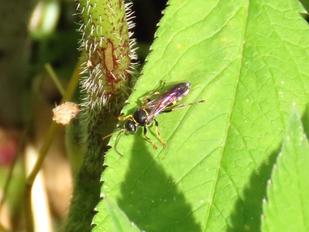 Aculeata