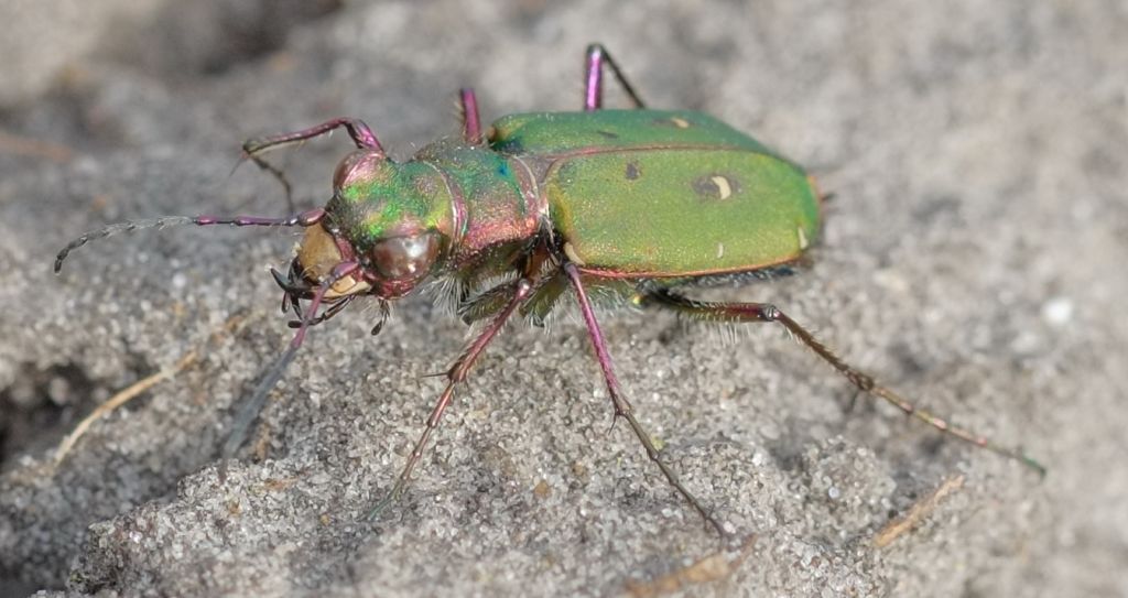 Cicindela (Cicindela) campestris Linnaeus, 1758
