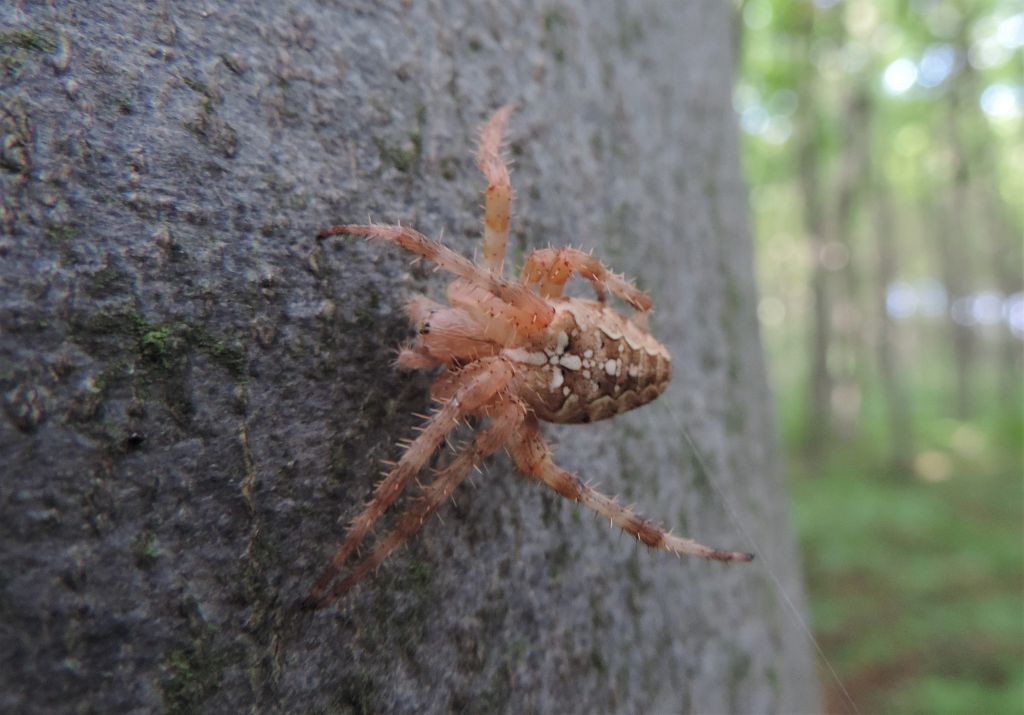 Araneus diadematus Clerck, 1757