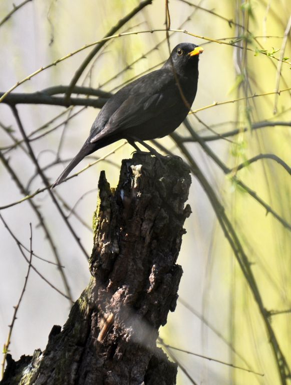Turdus merula Linnaeus, 1758