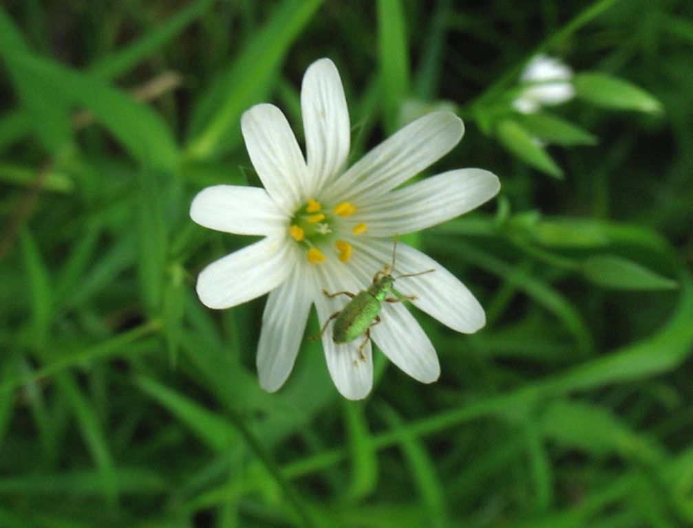 Phyllobius (Dieletus) argentatus (Linnaeus, 1758)