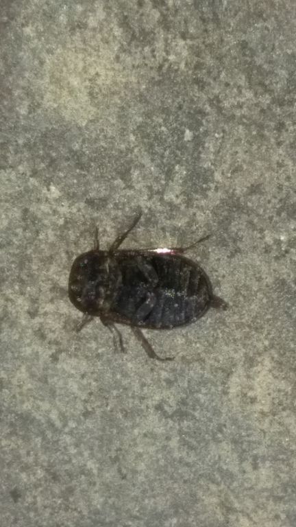 Coleoptera