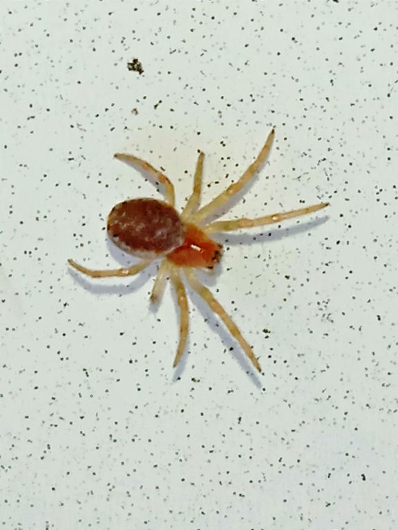 Araneus