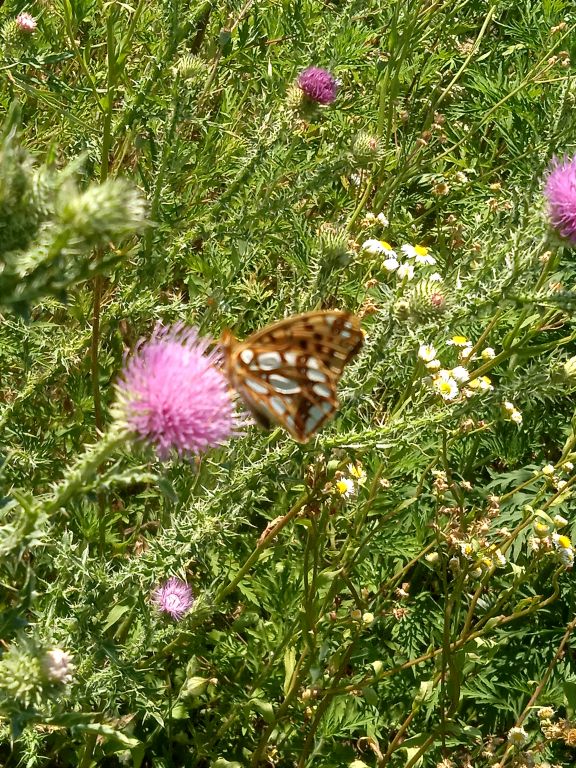 Issoria lathonia (Linnaeus, 1758)