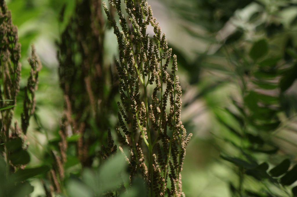 Osmunda regalis