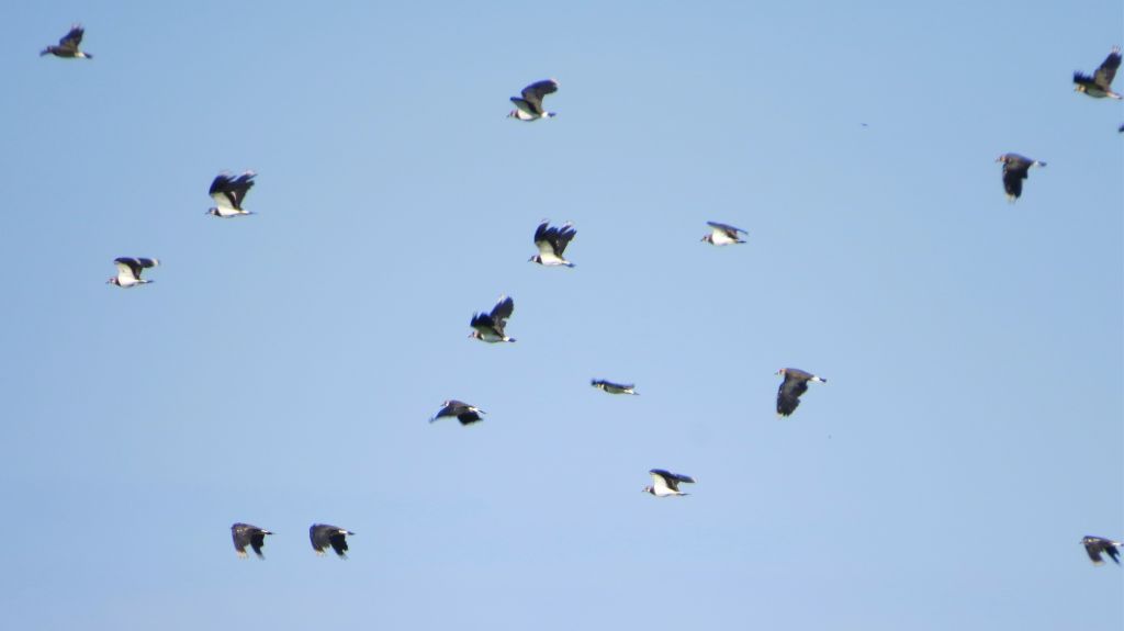 Vanellus vanellus (Linnaeus, 1758)