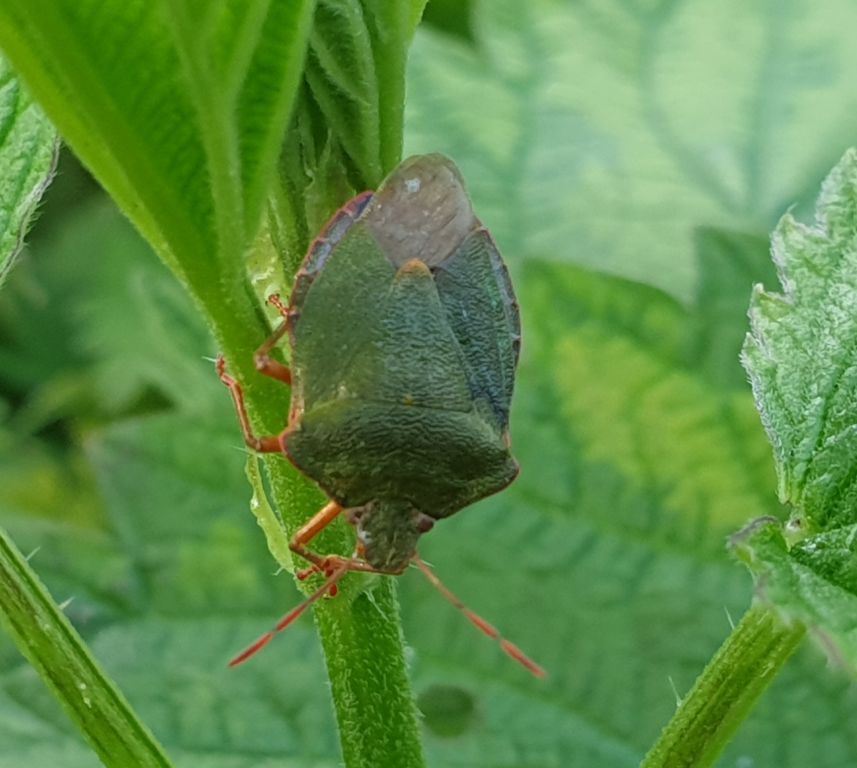 Palomena prasina (Linnaeus, 1761)