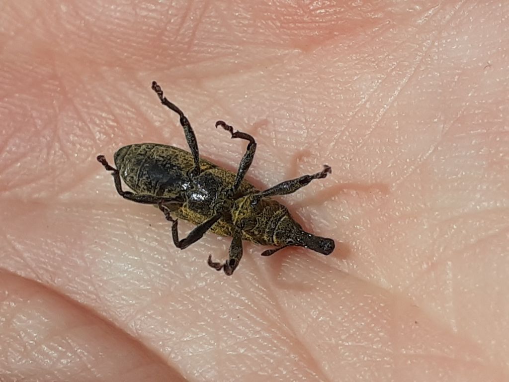 Lixus (Dilixellus) pulverulentus (Scopoli, 1763)