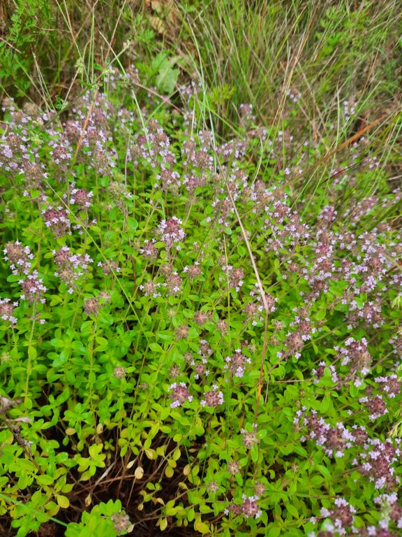Thymus pulegioides L.