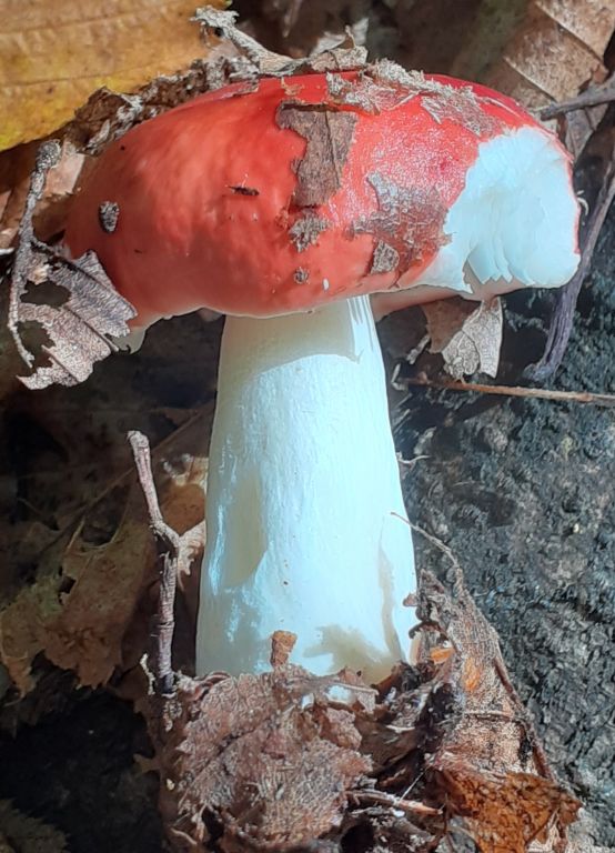 Russula