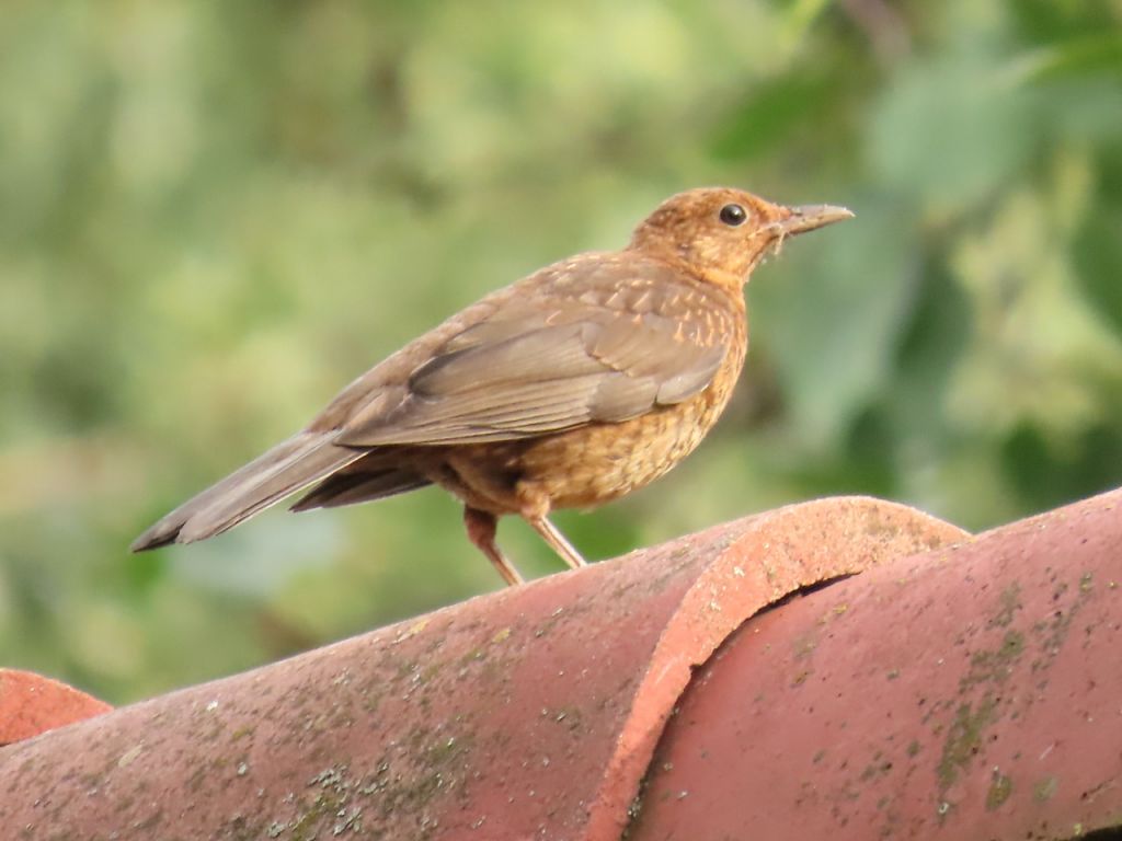 Turdus merula Linnaeus, 1758