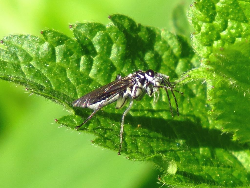 Tenthredinidae