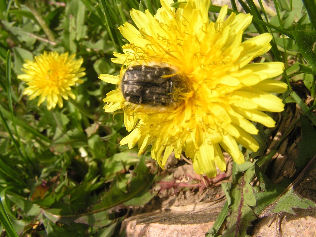 Tropinota (Epicometis) hirta (Poda, 1761)