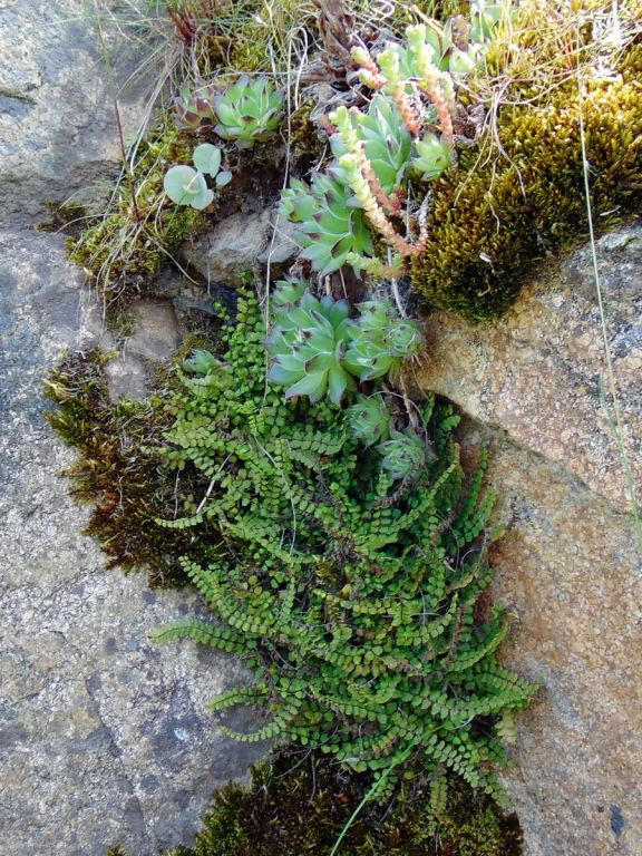 Asplenium trichomanes L.
