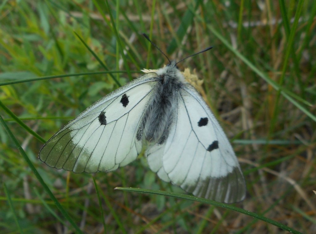 Parnassius mnemosyne (Linnaeus, 1758)