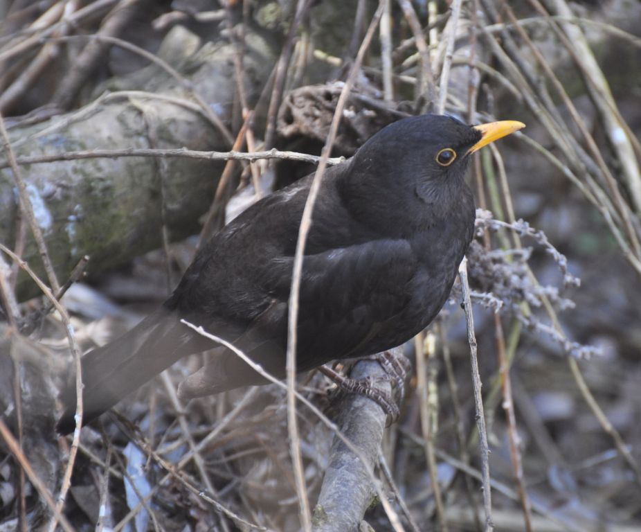 Turdus merula Linnaeus, 1758
