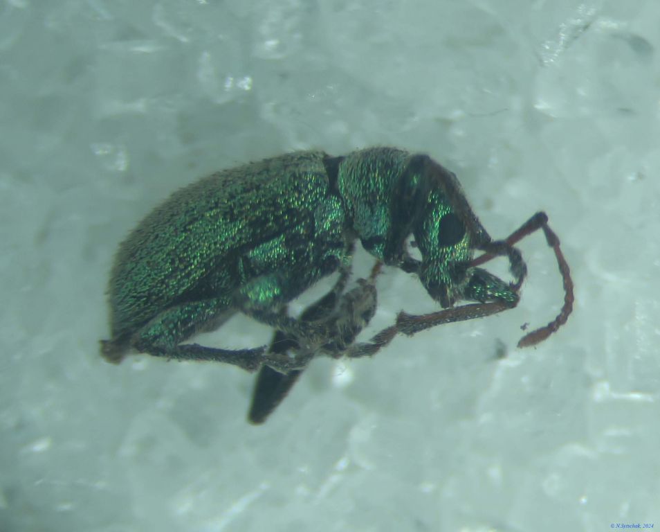 Phyllobius (Dieletus) argentatus (Linnaeus, 1758)