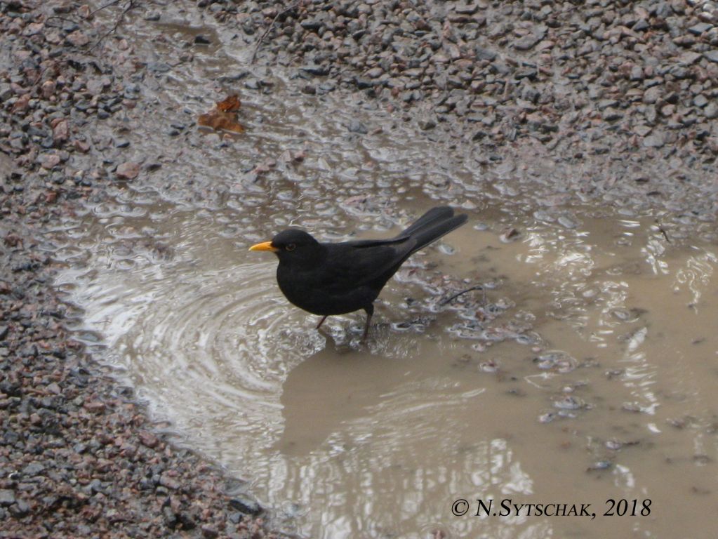 Turdus merula Linnaeus, 1758