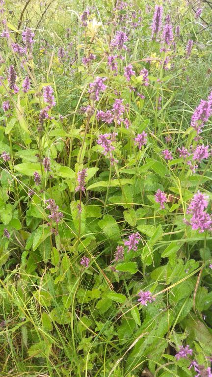 Betonica officinalis L.