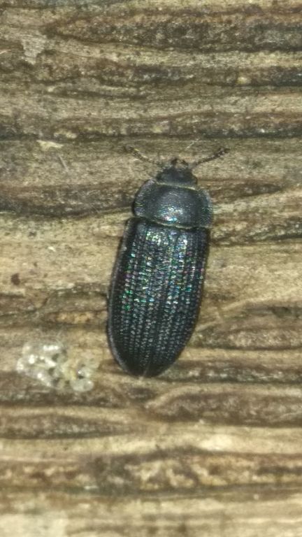Grynocharis oblonga (Linnaeus, 1758)