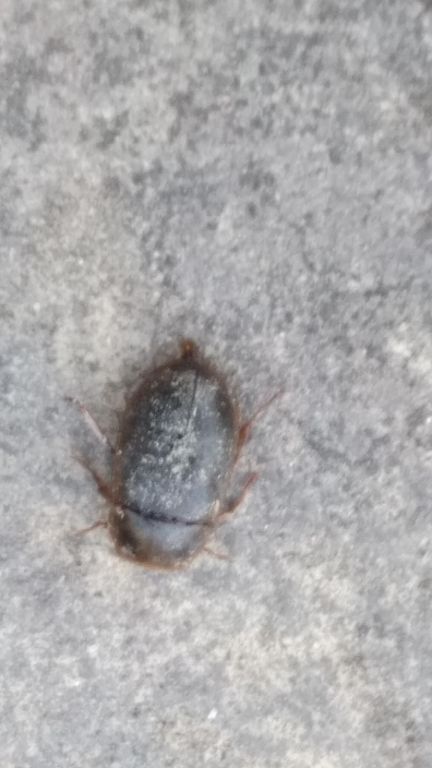 Coleoptera