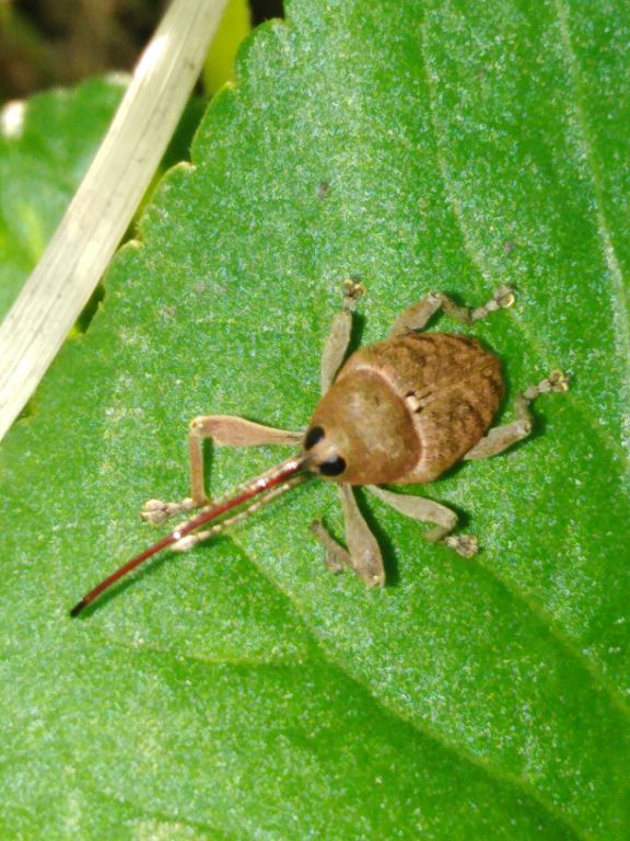Curculio glandium Marsham, 1802