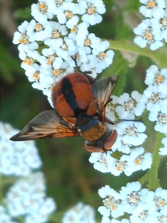 Ectophasia crassipennis (Fabricius, 1794)