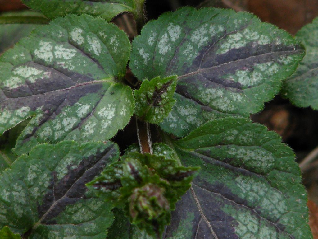 Lamium galeobdolon (L.) L.