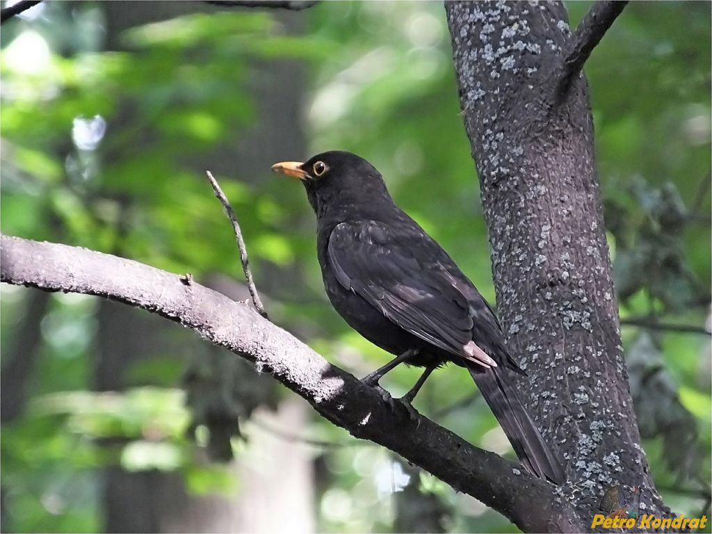 Turdus merula Linnaeus, 1758